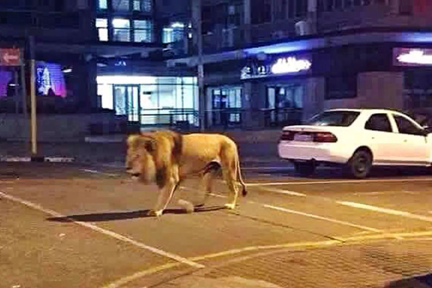 Girl, 14, Dies After Being Attacked by Lion in Home in Kenya: Reports